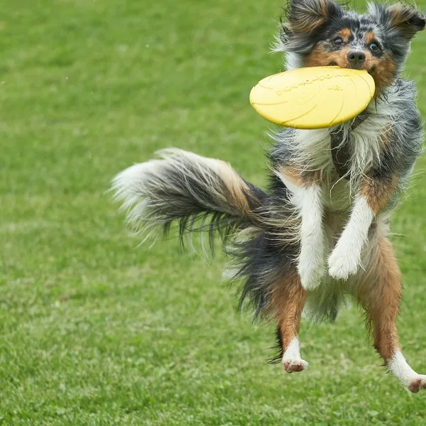 A terrier driving a toy car with tremendous purpose