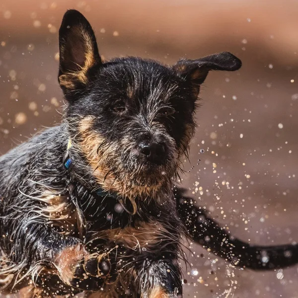 A border collie launching itself into mud