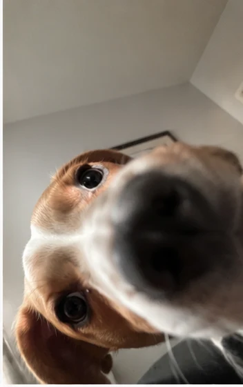 Beagle selfie