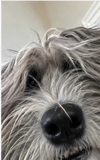 Scruffy terrier selfie