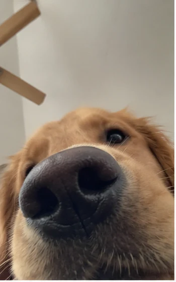 Golden retriever selfie