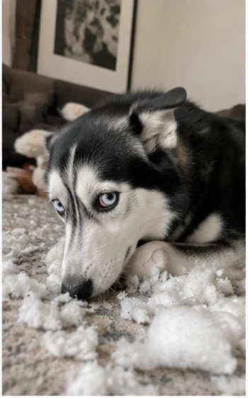 Husky next to destroyed stuffing selfie