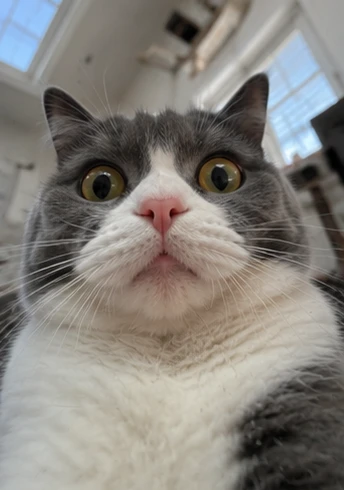 Cat selfie