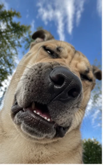 Shar pei outdoor selfie