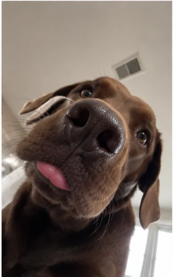 Chocolate labrador winking selfie