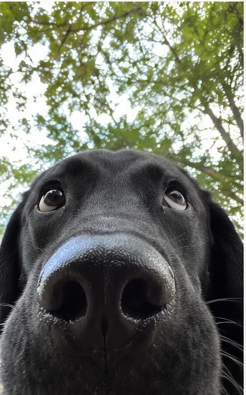 Black labrador selfie