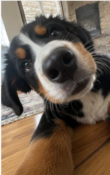 Bernese mountain puppy selfie