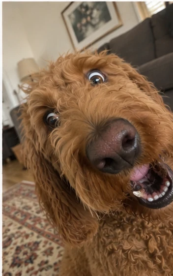 Golden doodle selfie