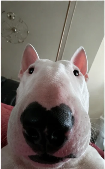 Bull terrier selfie