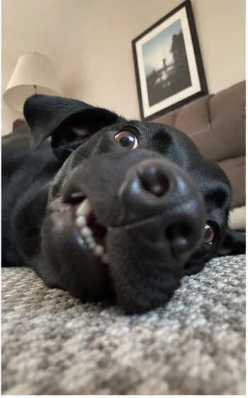Black labrador grinning selfie