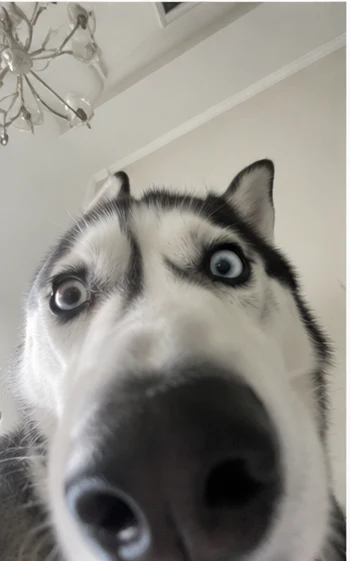 Husky intense stare selfie