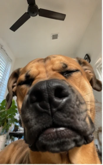 Shar pei eyes closed selfie