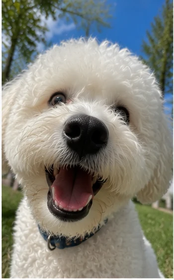 White bichon frise selfie