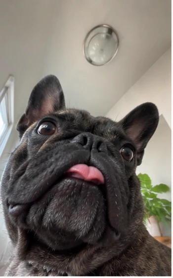 French bulldog selfie