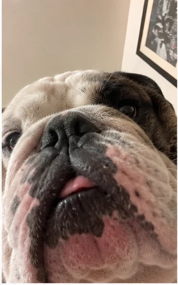 Bulldog selfie