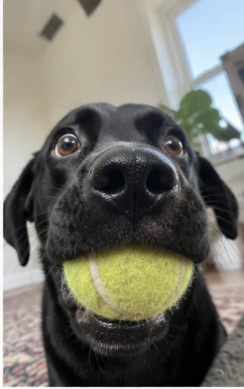 Black labrador with tennis ball selfie