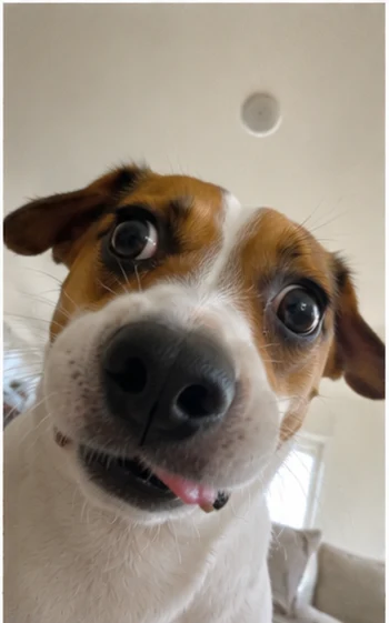 Jack Russell tilted head selfie