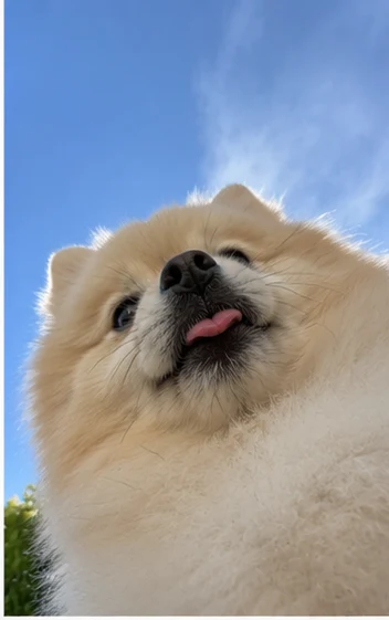 Pomeranian selfie