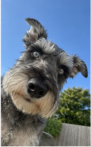 Schnauzer selfie