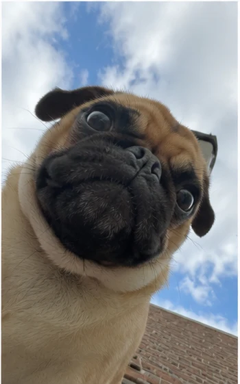Pug selfie