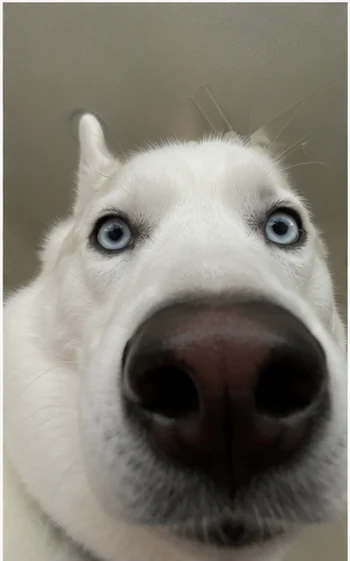 Husky selfie