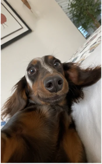 Dachshund selfie