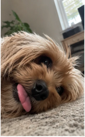 Scruffy tan terrier selfie
