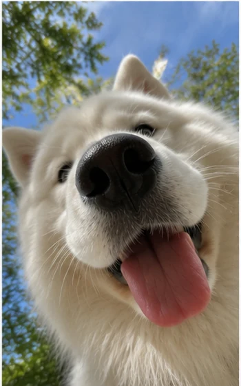 Samoyed smiling selfie